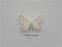 藏品(尺蛾332)的圖片